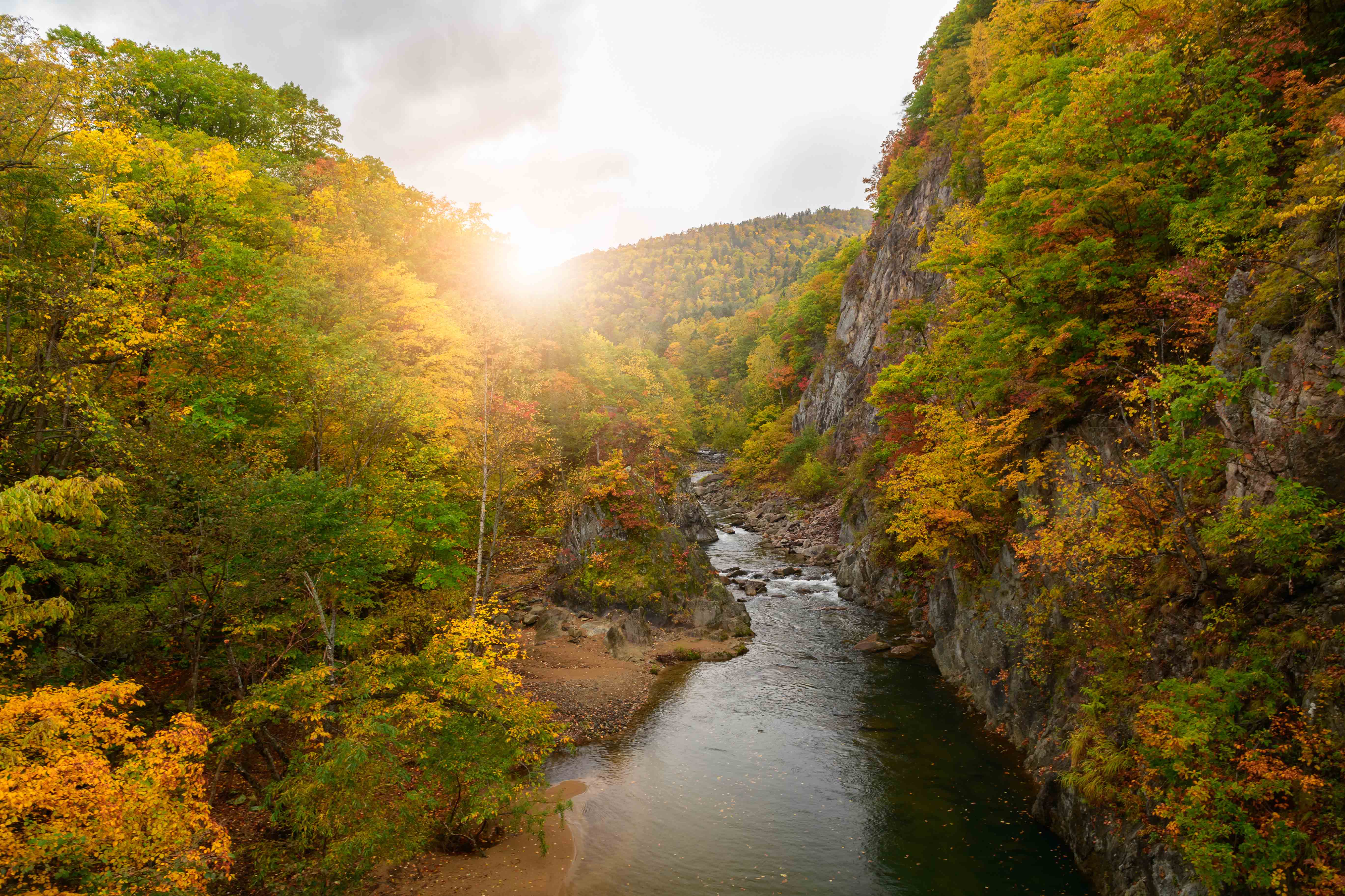 colourful forest on autumn season in Jozankei